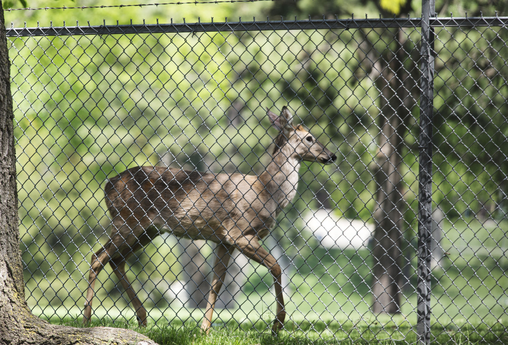 Deer